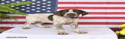 German Shorthaired Pointer dogs for sale: Trooper - Ad 4