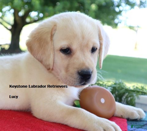 Labrador Retriever dogs Lucy - Champ lines - Ad 1
