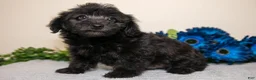 Yorkiepoo dogs for sale: Jacob - Ad 3