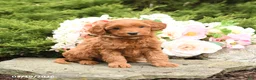 Mini Goldendoodle dogs for sale: Sparrow - Ad 5