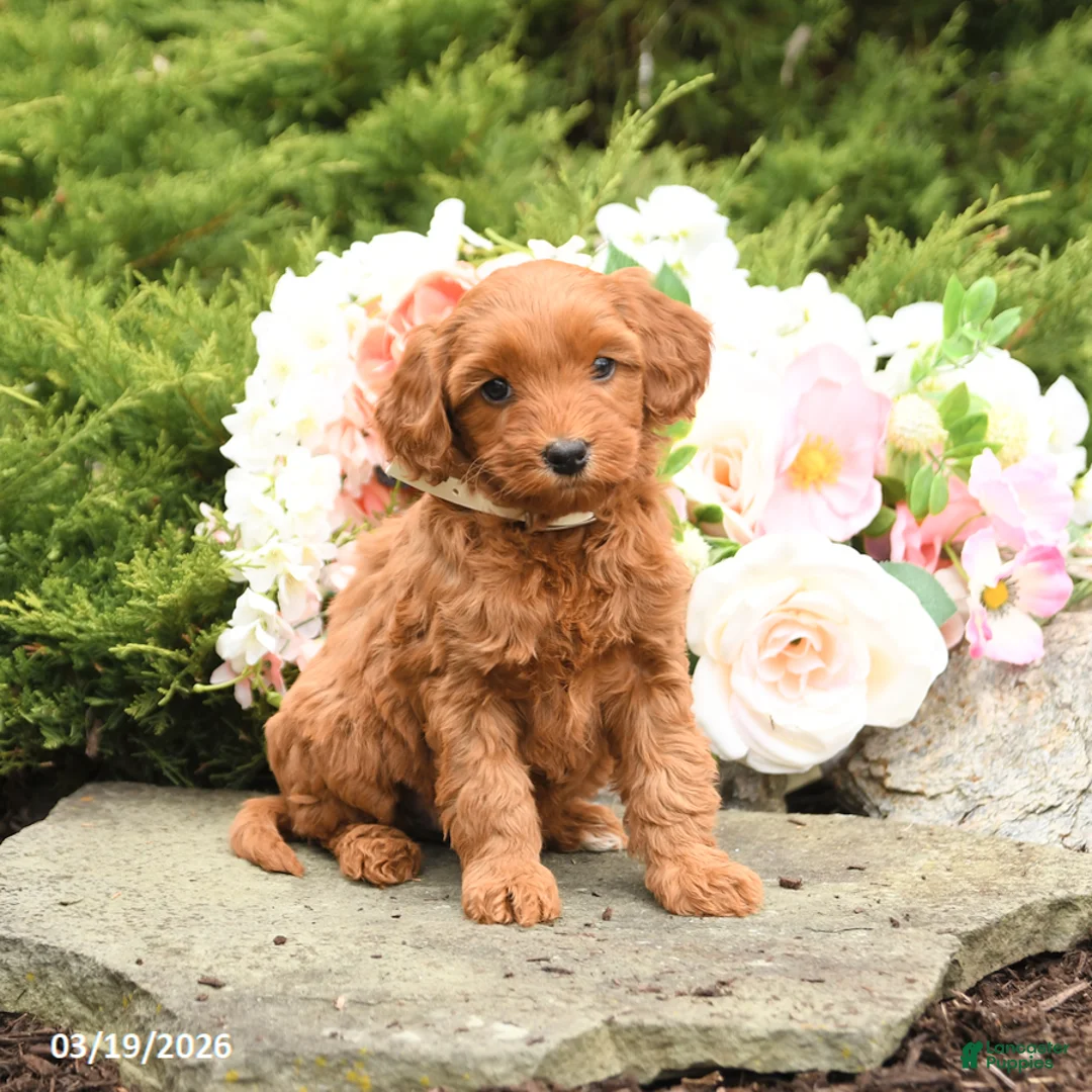 Mini Goldendoodle dogs for sale: Sparrow - Ad 5