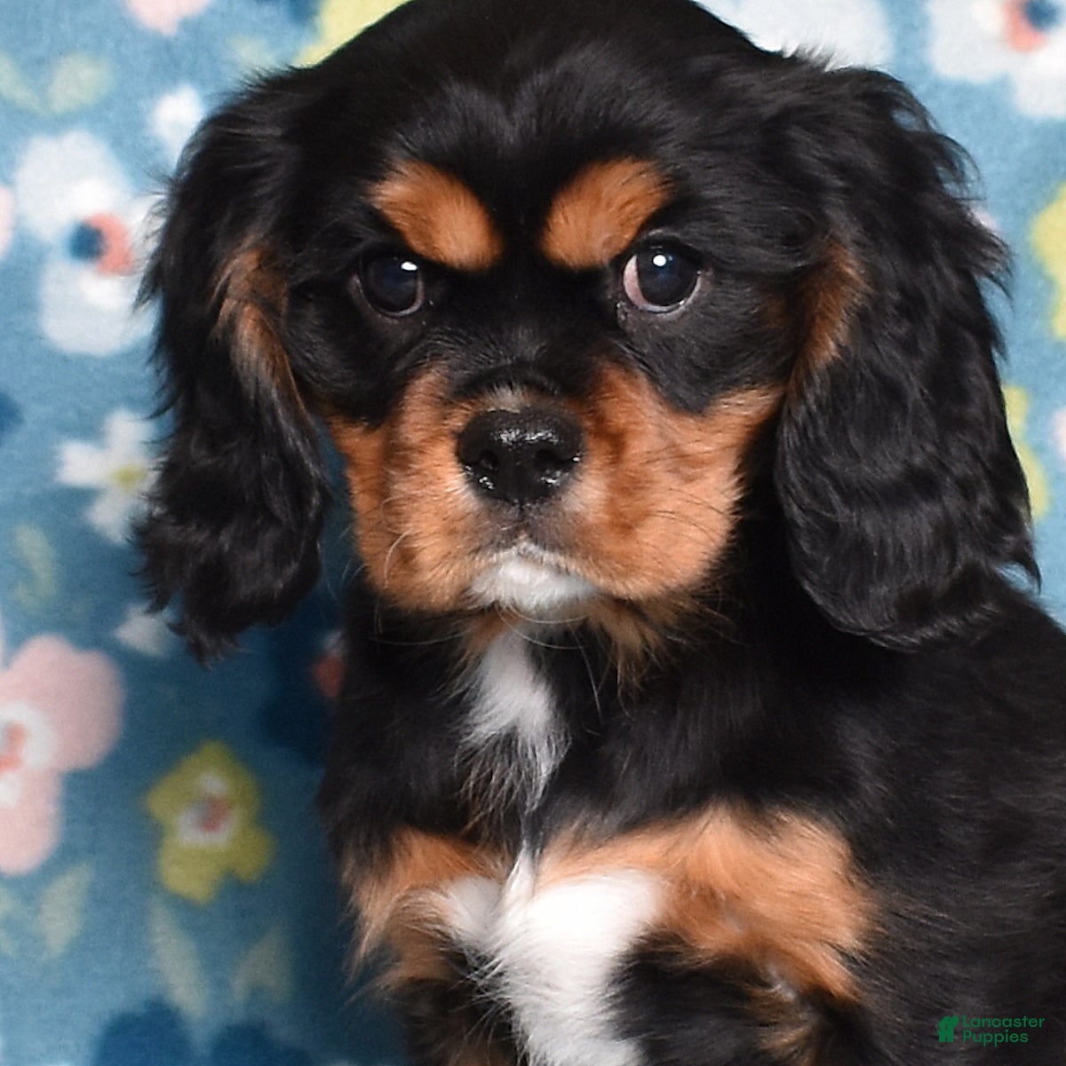 Cavalier King Charles Spaniel dogs Blaze | Genetically Screened  - Ad 7