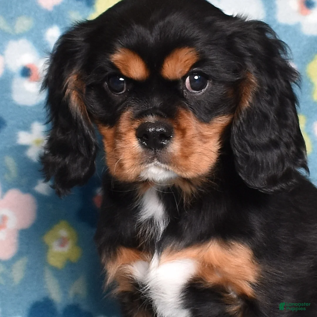 Cavalier King Charles Spaniel dogs for sale: Blaze | Genetically Screened  - Ad 1