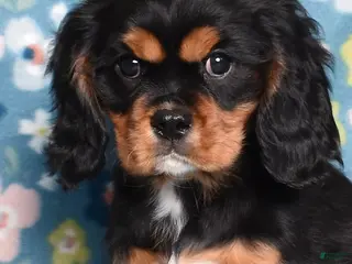 Cavalier King Charles Spaniel dogs Blaze | Genetically Screened - Ad 7