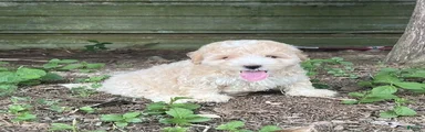 Maltipoo 3