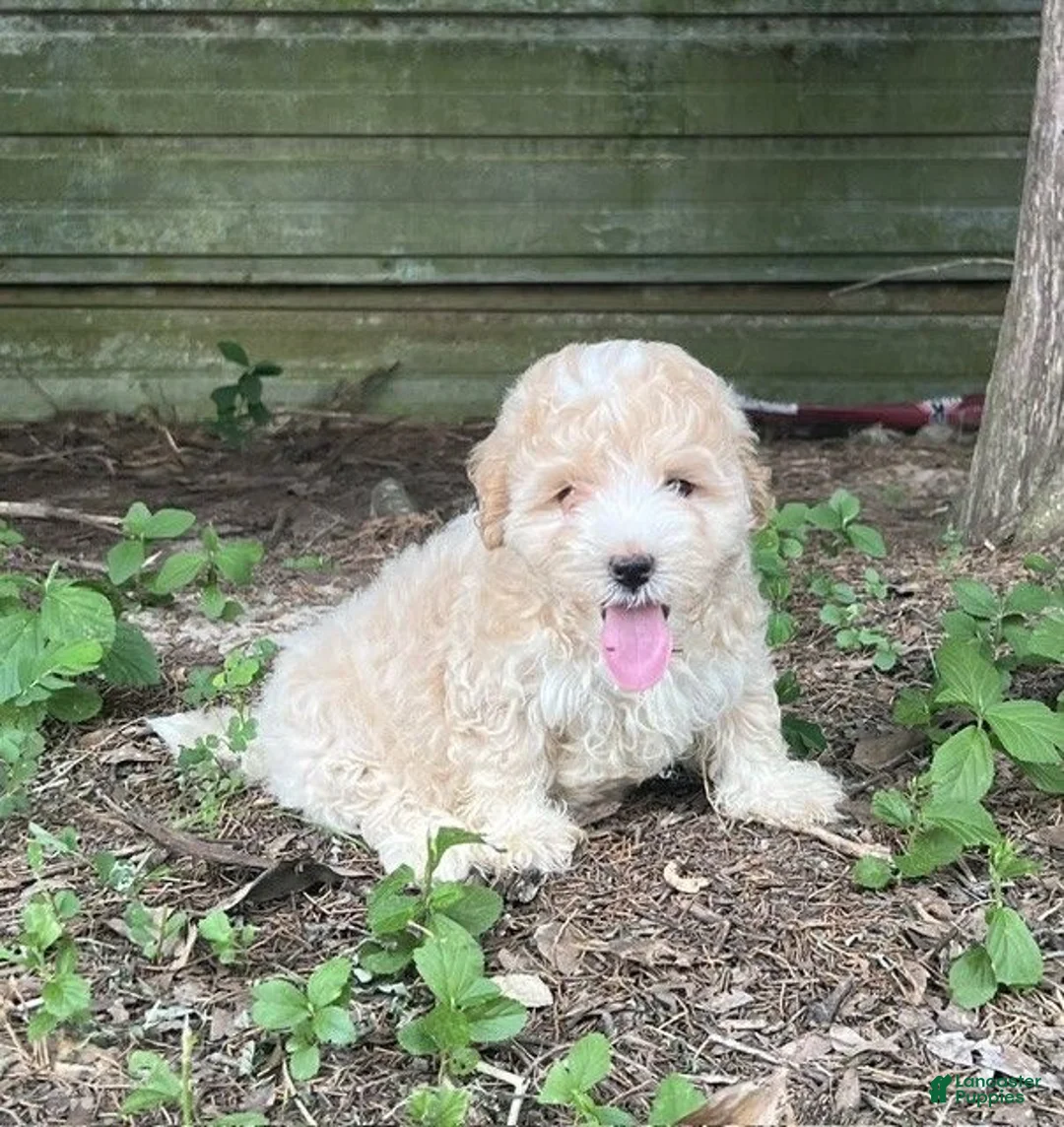 Maltipoo dogs for sale: Maltipoo 3 - Ad 1