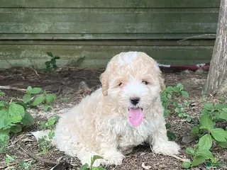 Maltipoo dogs Maltipoo 3 - Ad 5
