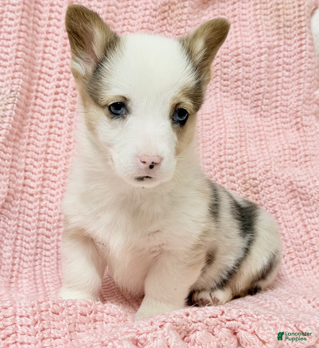 Welsh Corgi Pembroke dogs for sale: Pebbles - Ad 2