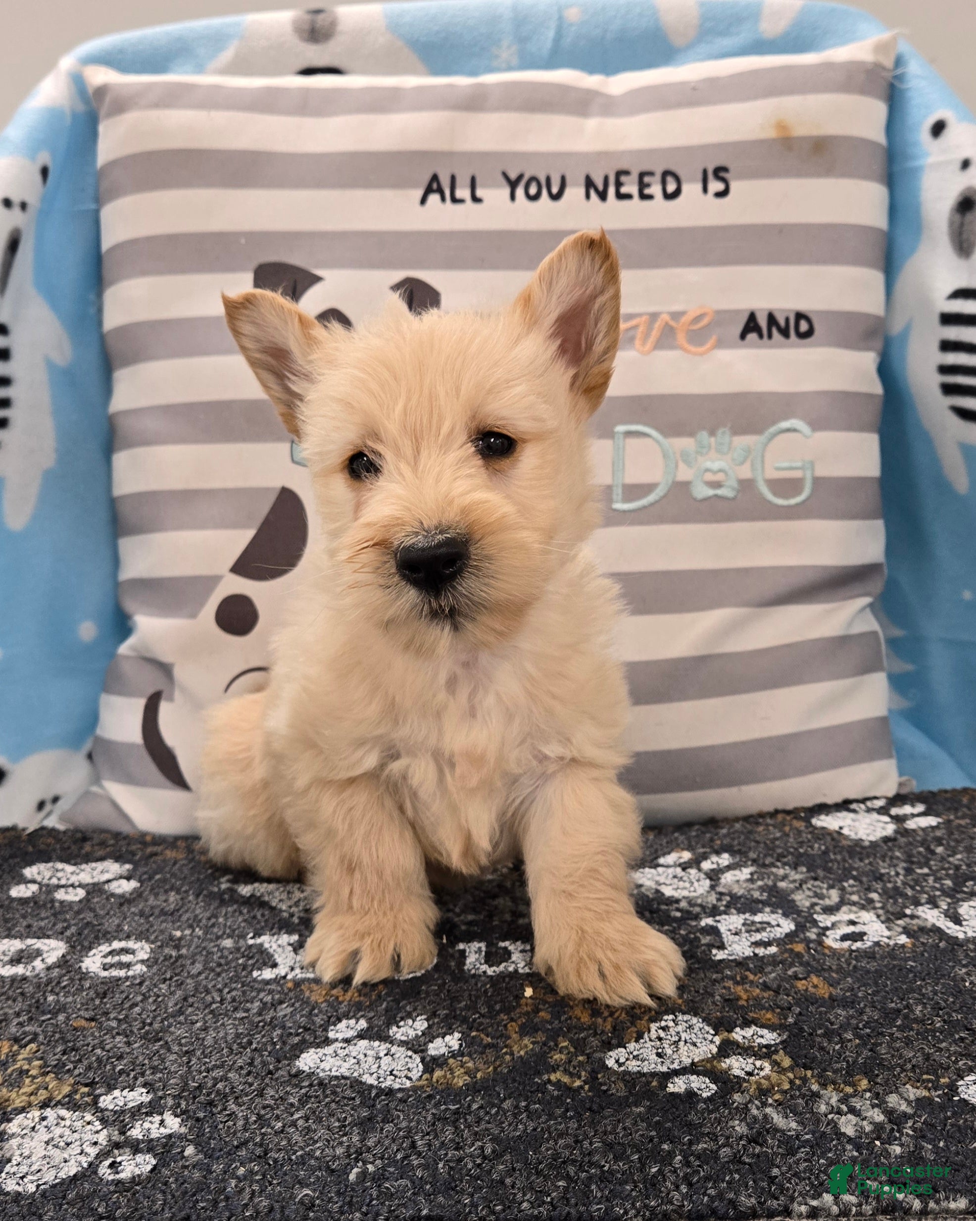 Scottish Terrier dogs Victor - Ad 1