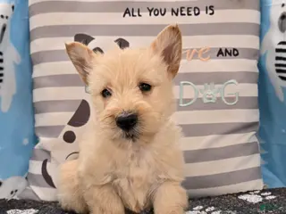 Scottish Terrier dogs for sale: Victor - Ad 1