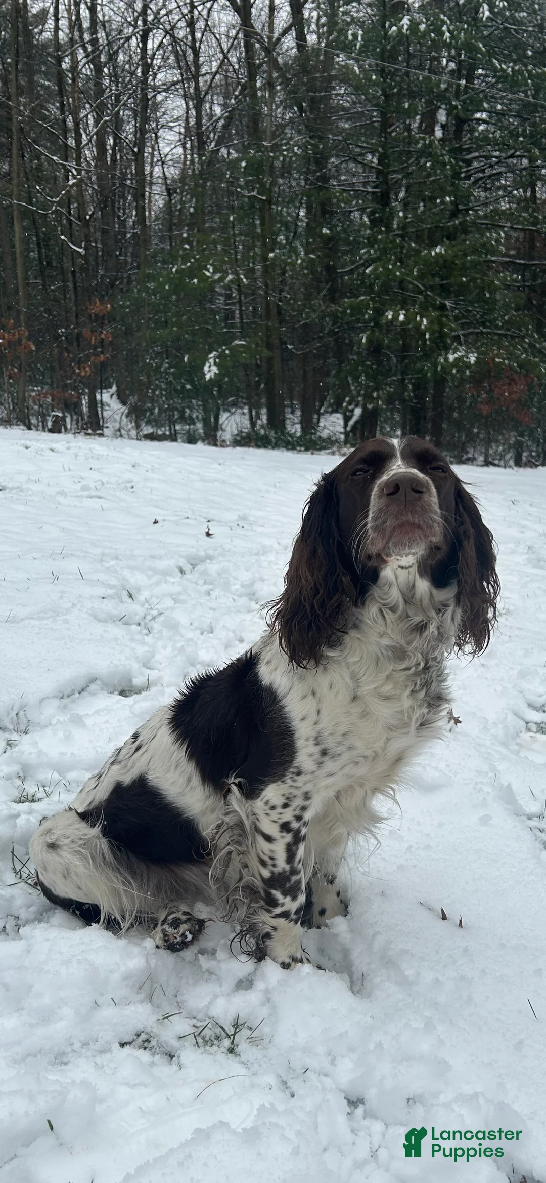 English Springer Spaniel dogs for sale: English Springer Spaniel Puppy 1 - Ad 5