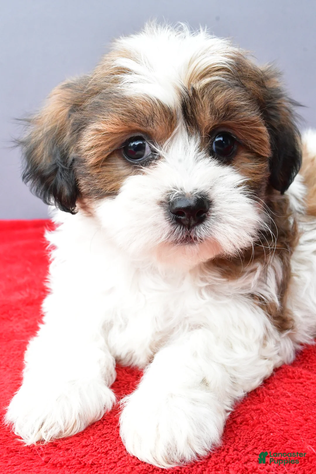 Teddy Bear dogs for sale: Tiffany - Ad 2
