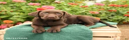 Labrador Retriever dogs for sale: King - Ad 3