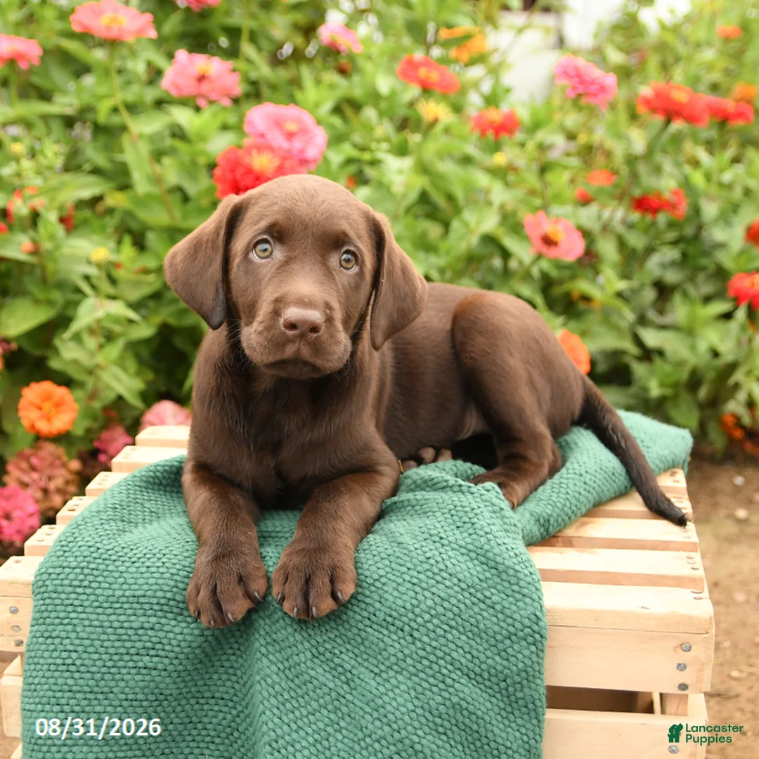 Labrador Retriever dogs for sale: King - Ad 3