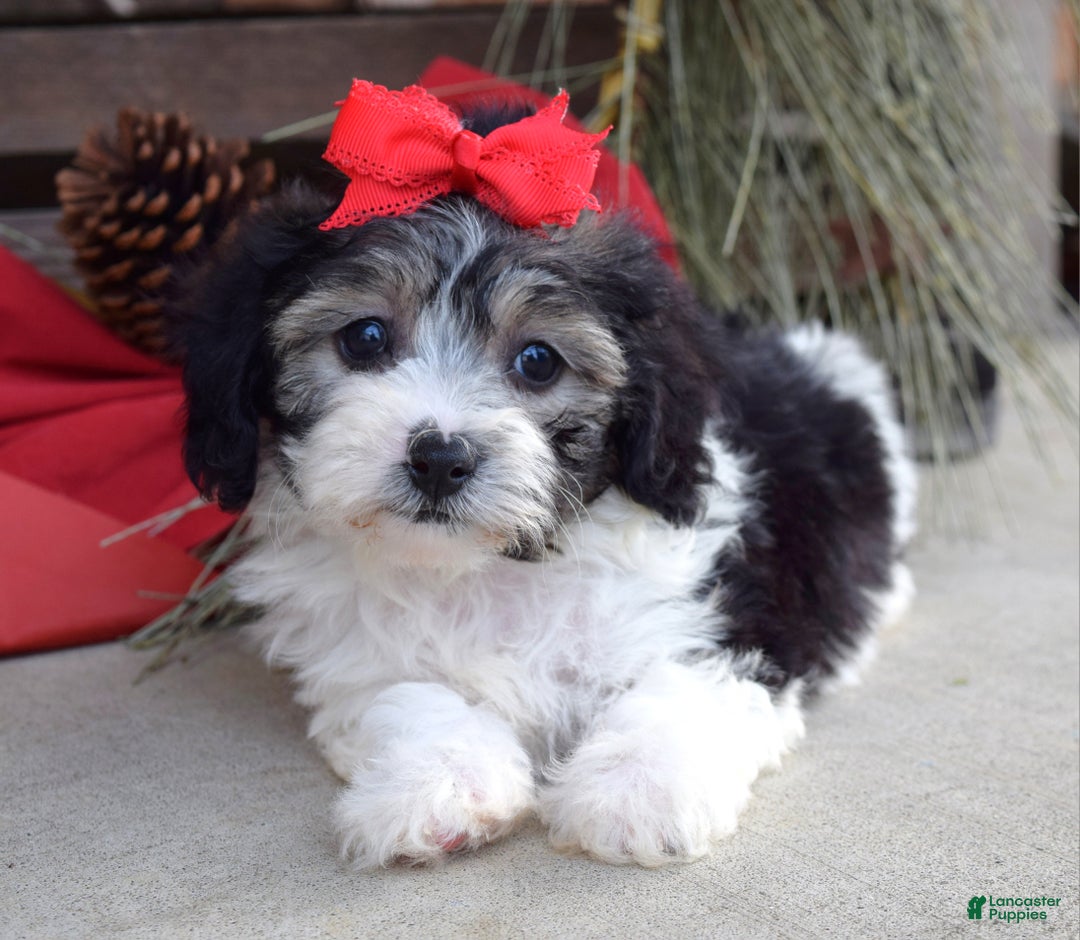 Bichpoo dogs for sale: Stella - Ad 11