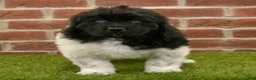 Newfoundland dogs for sale: Mason - Ad 5
