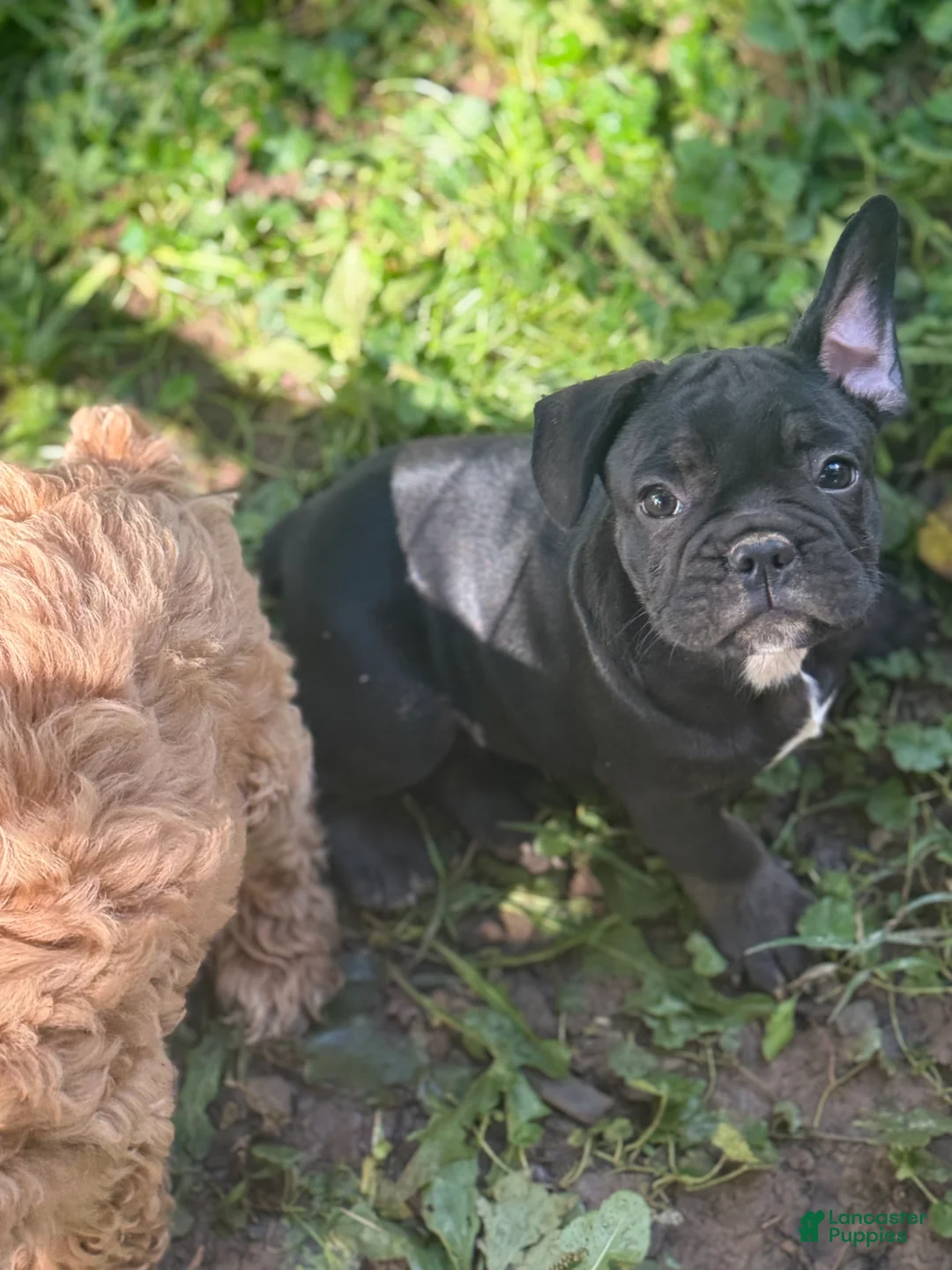 French Bulldog dogs for sale: Ferdinand  - Ad 2