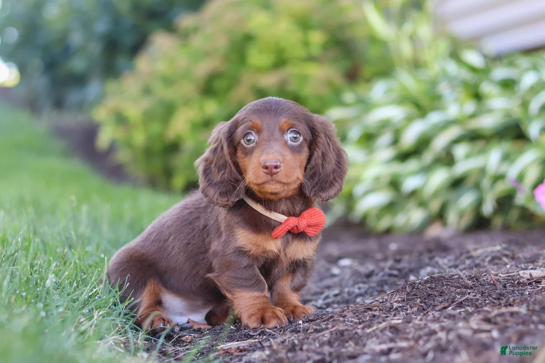 Miniature Dachshund dogs for sale: Leo - Ad 2