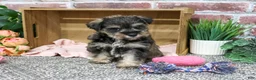 Miniature Schnauzer dogs for sale: Dior - Ad 3