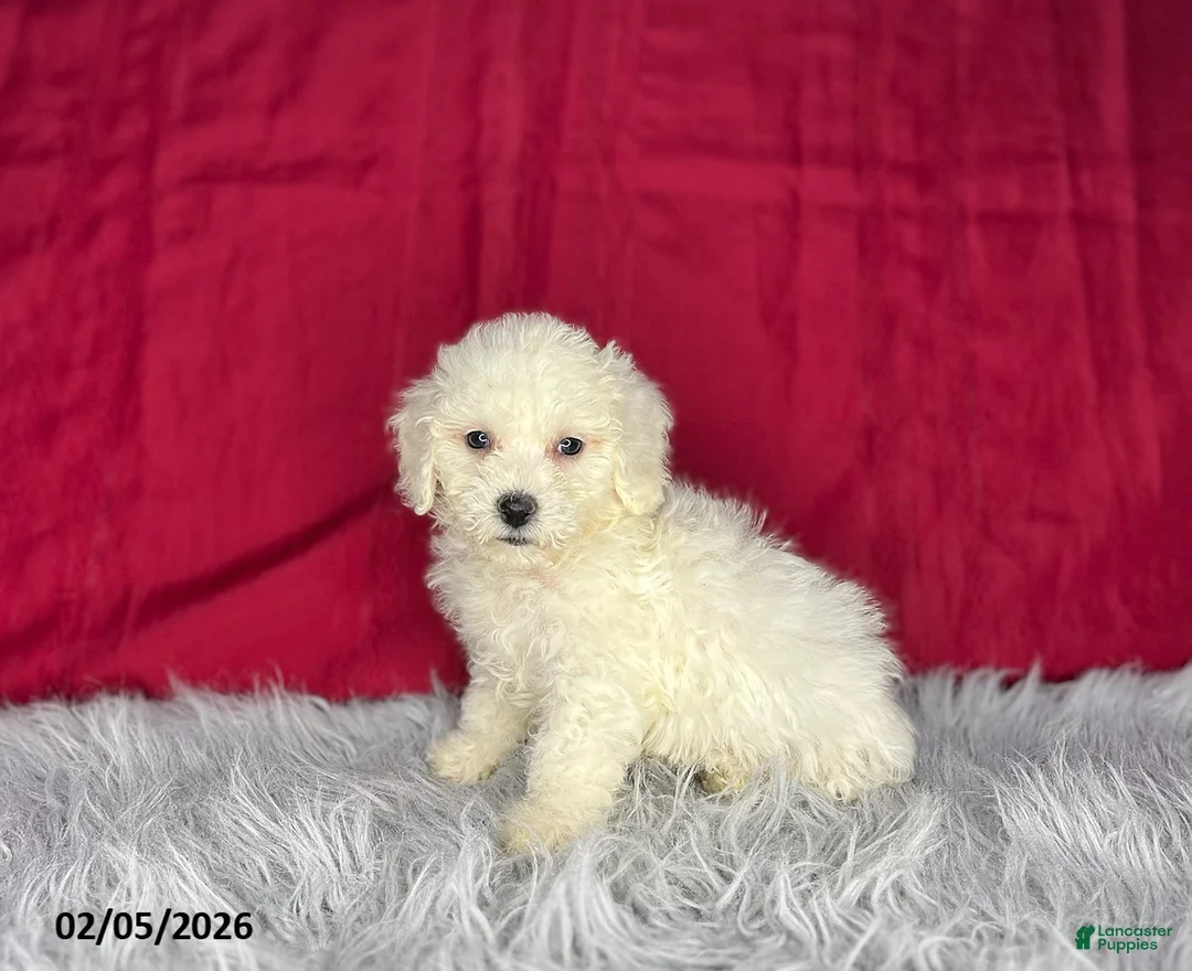 Bichon Frise dogs for sale: Shirley - Ad 3