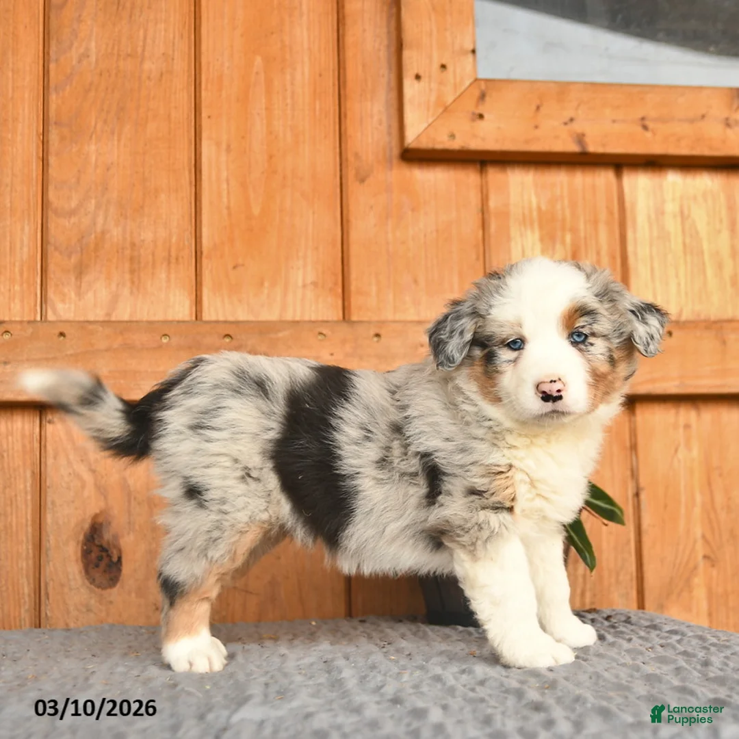 Australian Shepherd dogs for sale: Annabell  - Ad 2