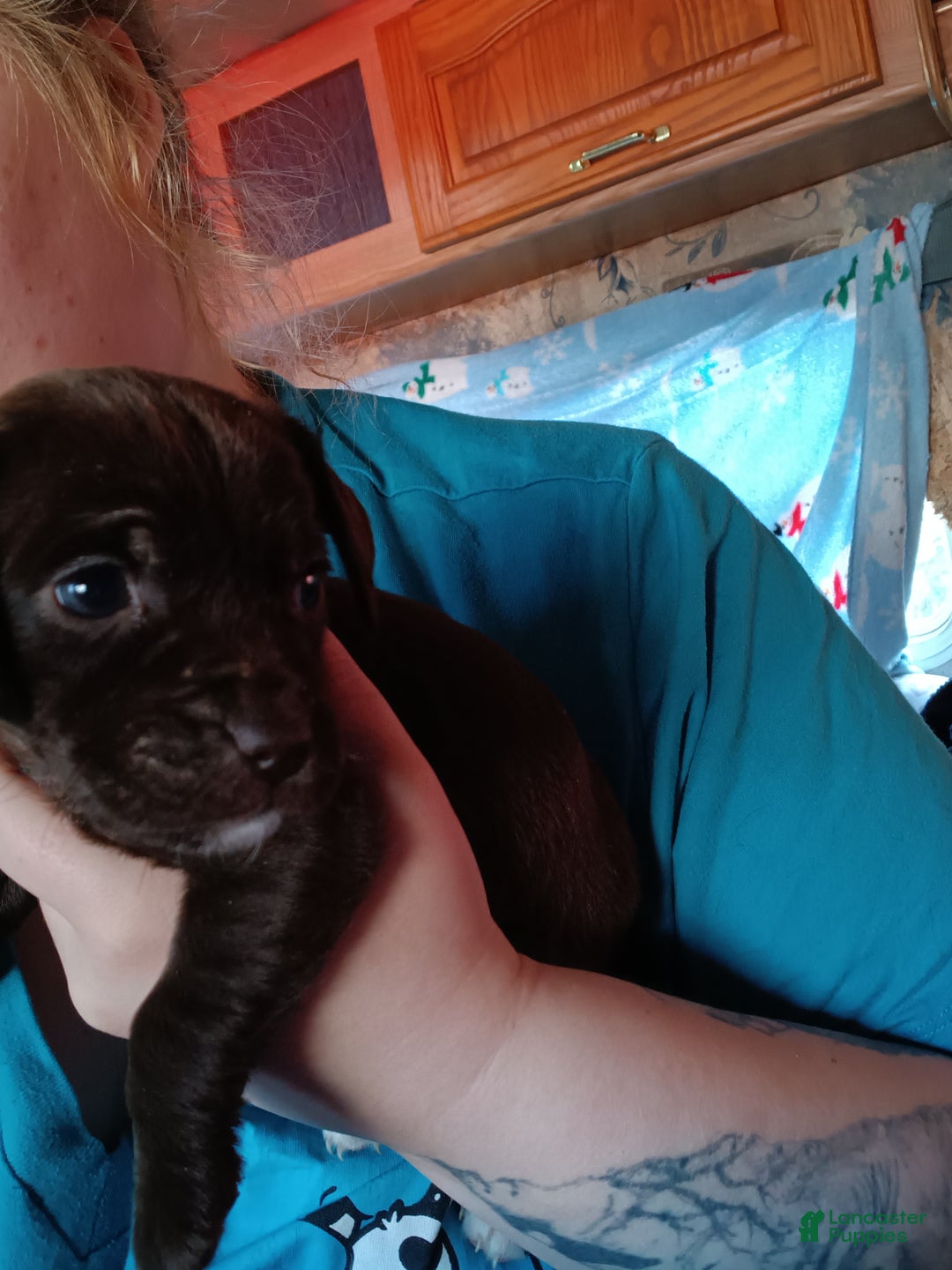 Mixed Breed dogs for sale: Mixed Breed Puppy 4 - Ad 1