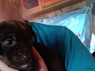 Mixed Breed dogs Mixed Breed Puppy 4 - Ad 25