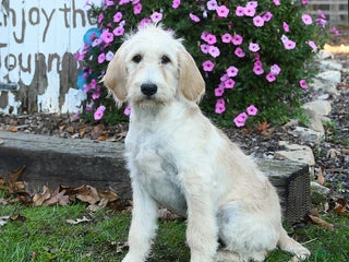 Labradoodle dogs - Ad 14