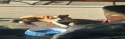 Rat Terrier dogs for sale: Thomas - Ad 7