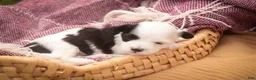Havanese dogs for sale: Penny Havanese  - Ad 5