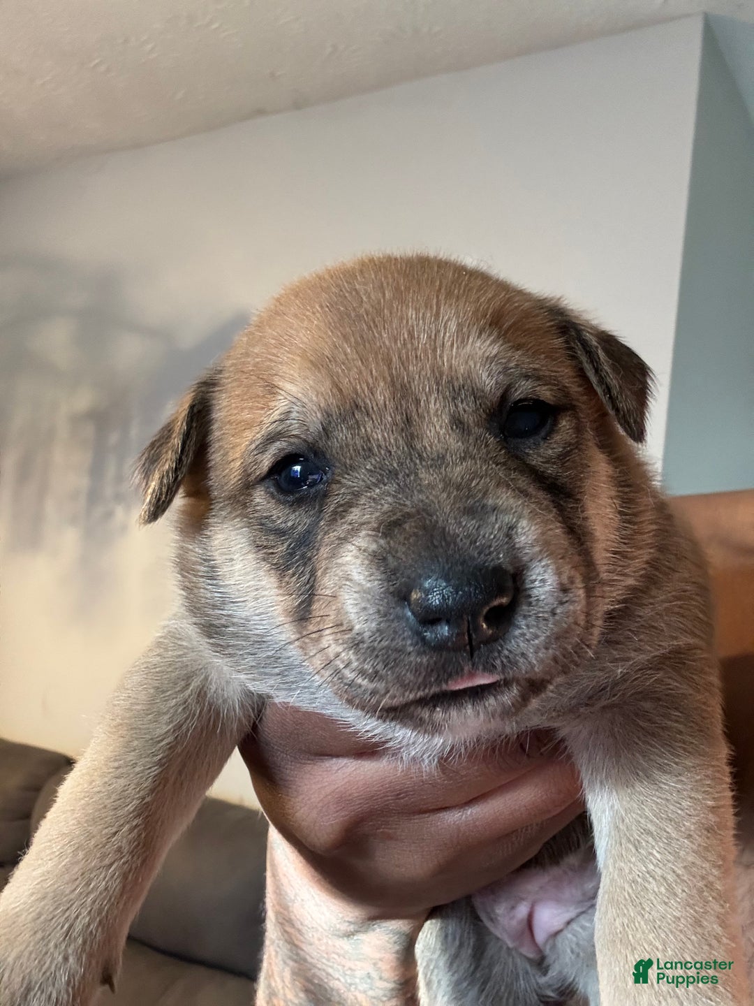 Mixed Breed dogs for sale: Mixed Breed Puppy 3 - Ad 3