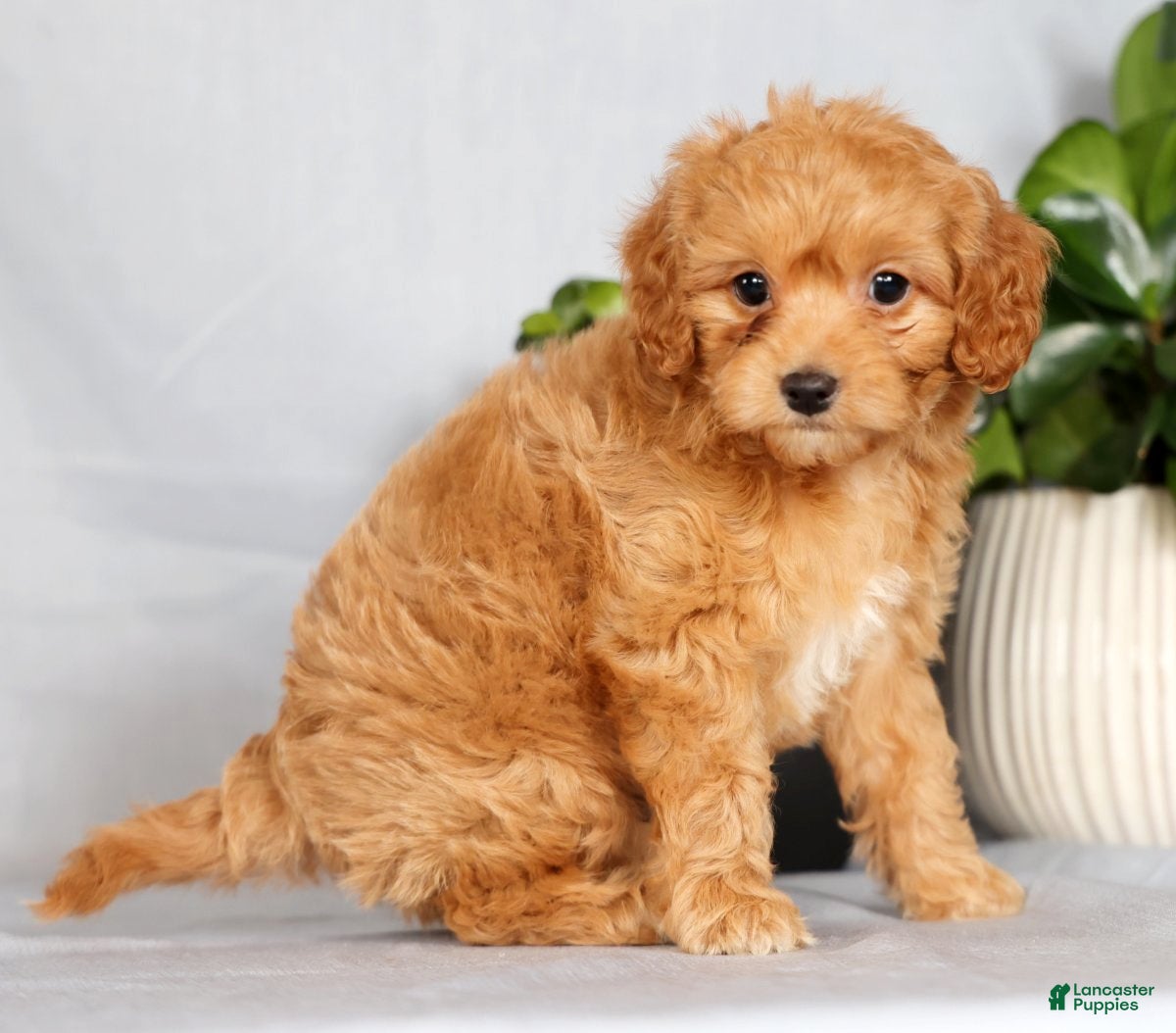 Cavapoo dogs Parker - Ad 2