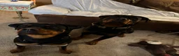Rottweiler dogs for sale: Butter - Ad 2