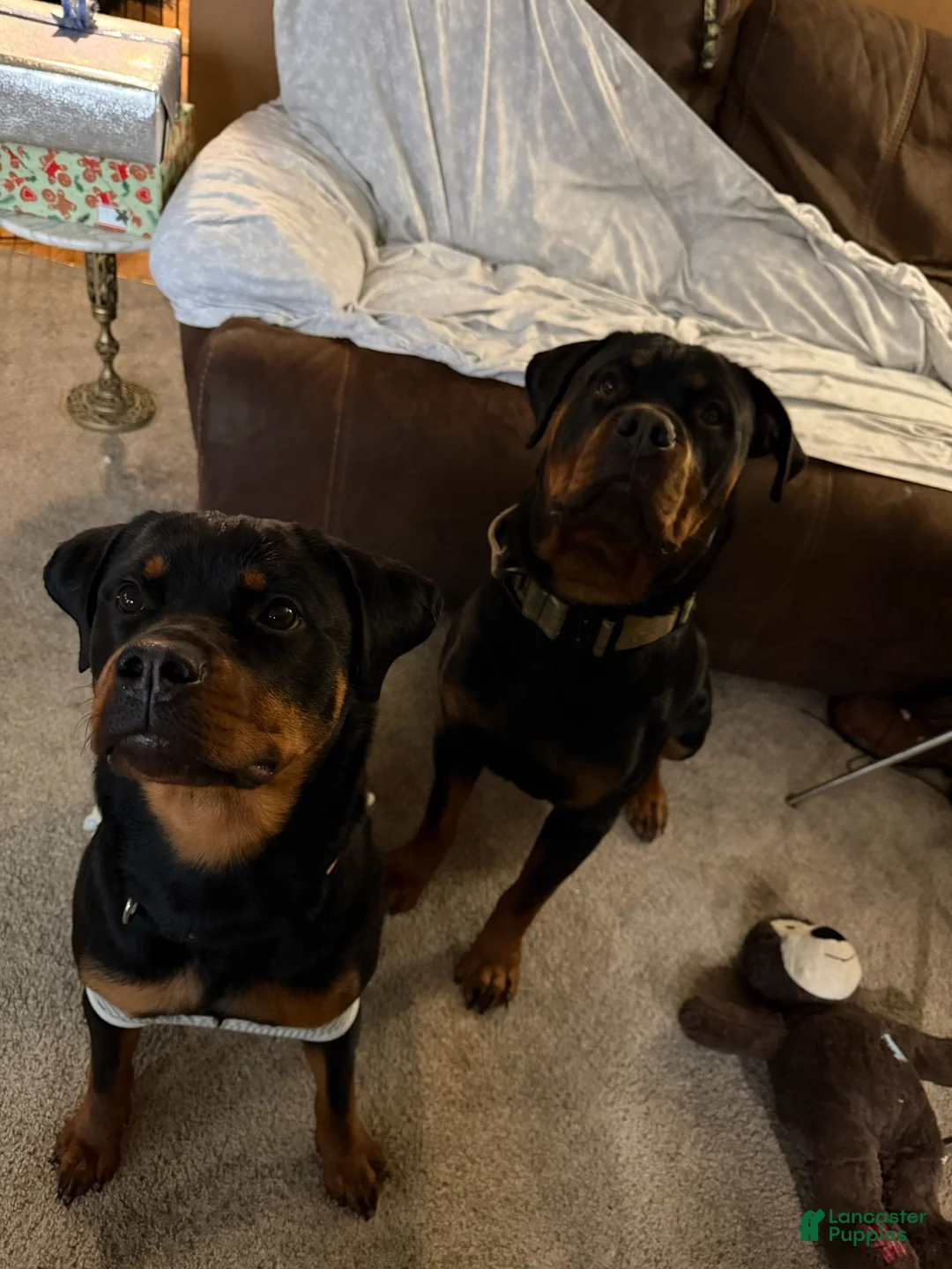 Rottweiler dogs for sale: Butter - Ad 2