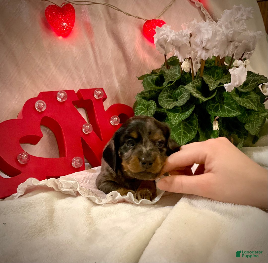 Miniature Dachshund dogs for sale: LuvBug - Ad 7