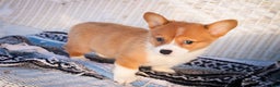 Welsh Corgi Pembroke dogs for sale: Spike - Ad 5