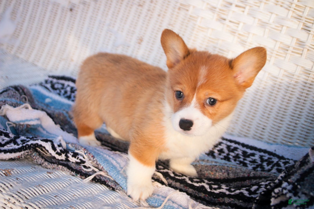Welsh Corgi Pembroke dogs for sale: Spike - Ad 5