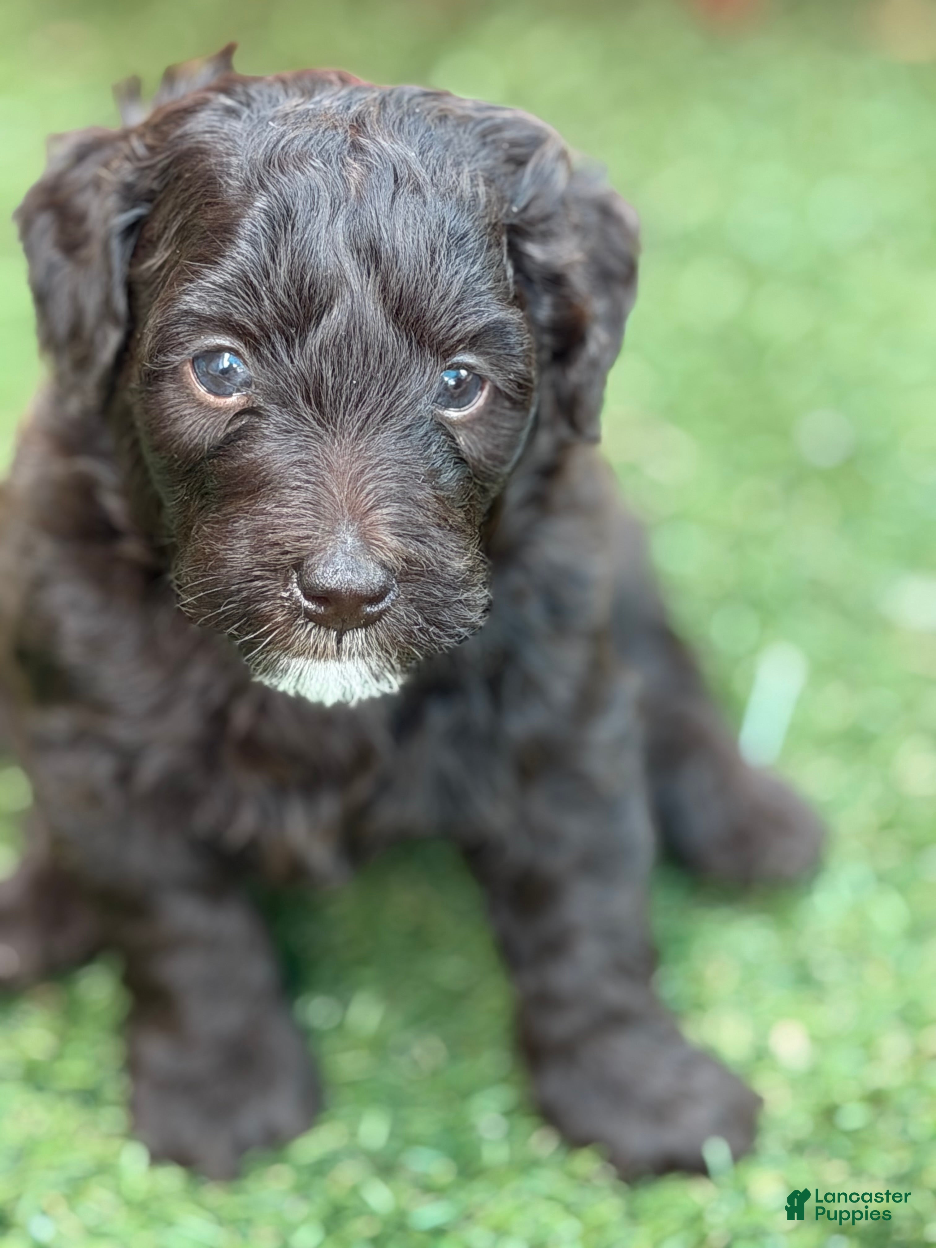 Goldendoodle dogs Girl 2 - Ad 1