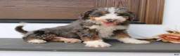 Mini Bernedoodle dogs for sale: Happy  - Ad 4