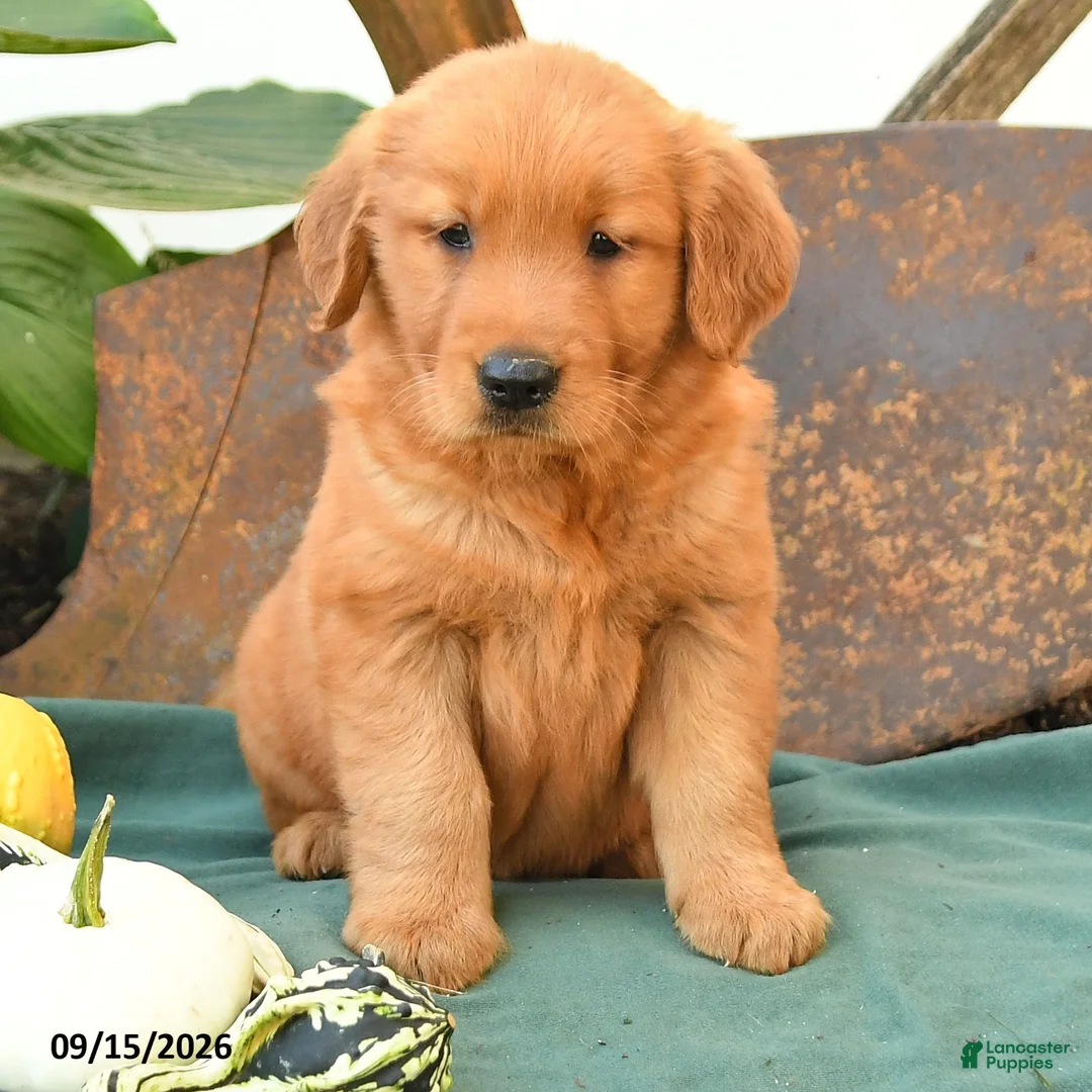 Golden Retriever dogs for sale: Angel - Ad 3