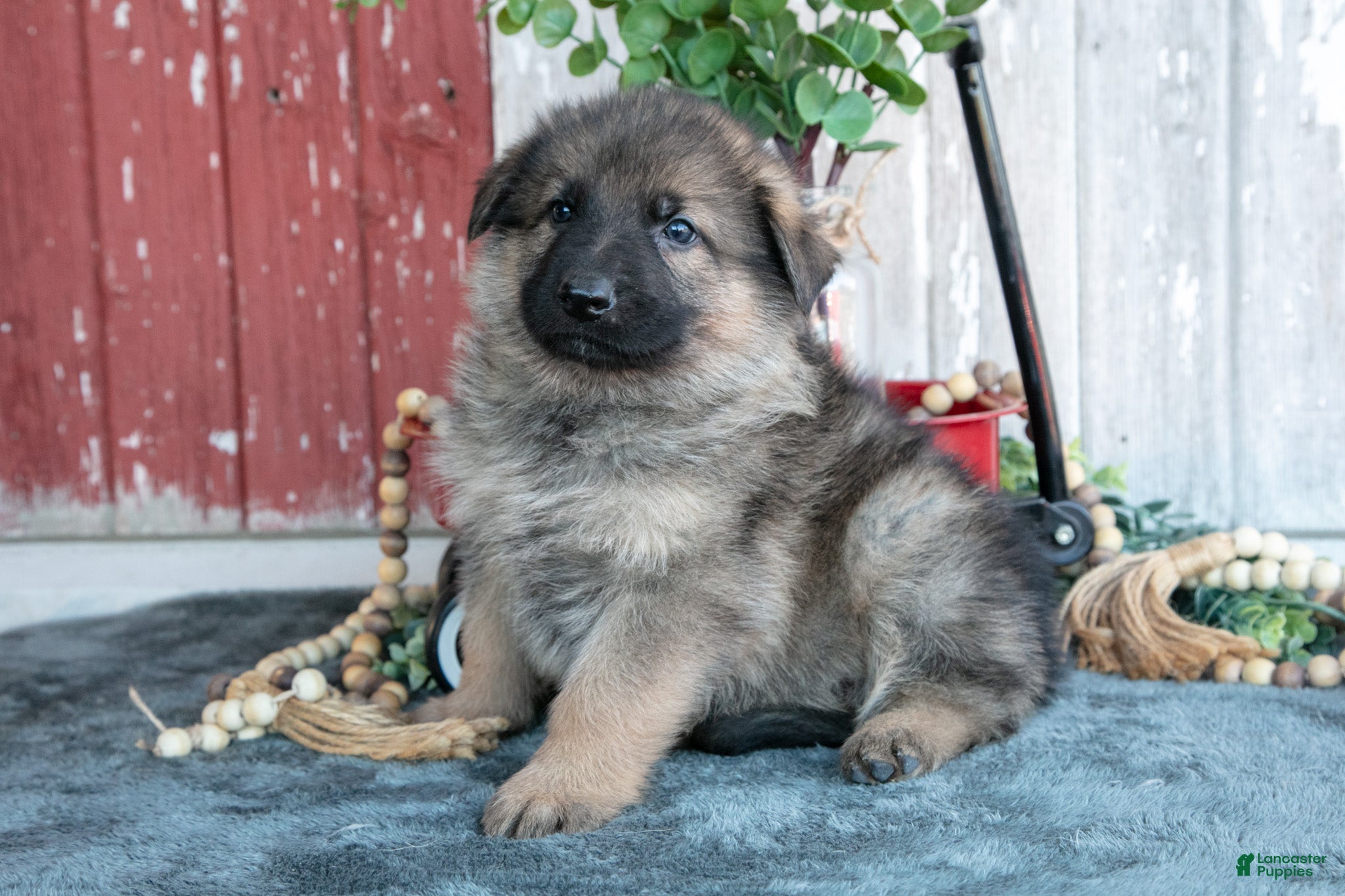 German Shepherd dogs for sale: Kingston - Ad 1