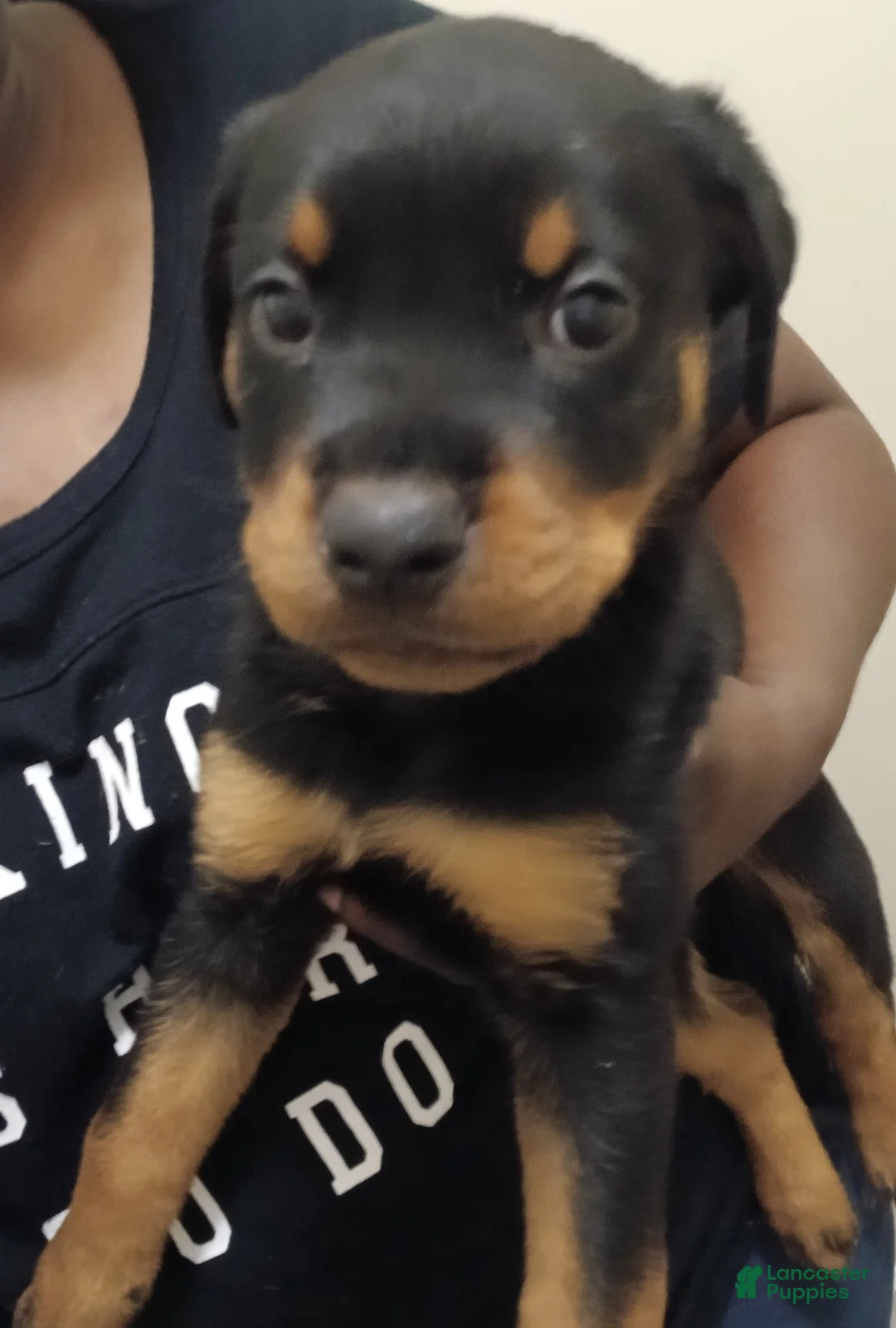 Rottweiler dogs for sale: Rottweiler 4 - Ad 1