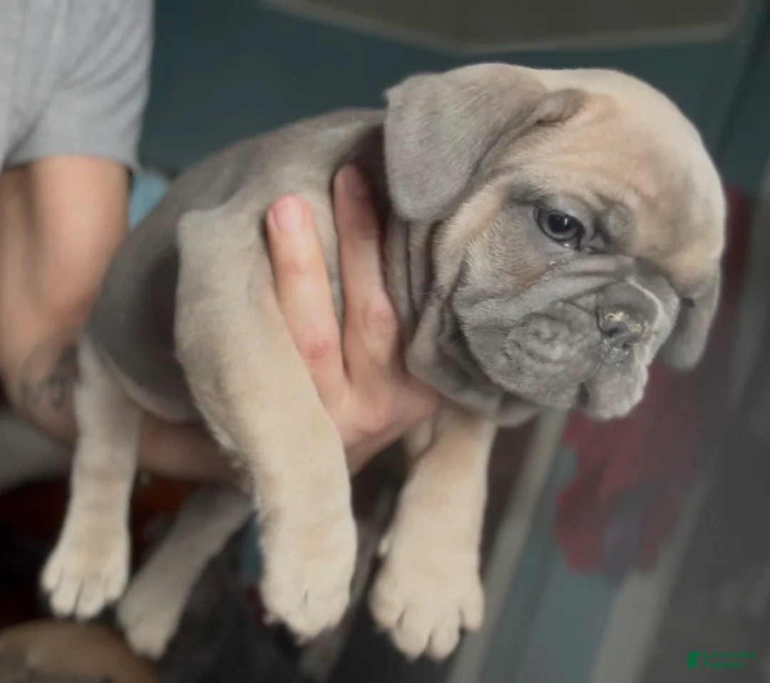 French Bulldog dogs for sale: Handsome - Ad 4