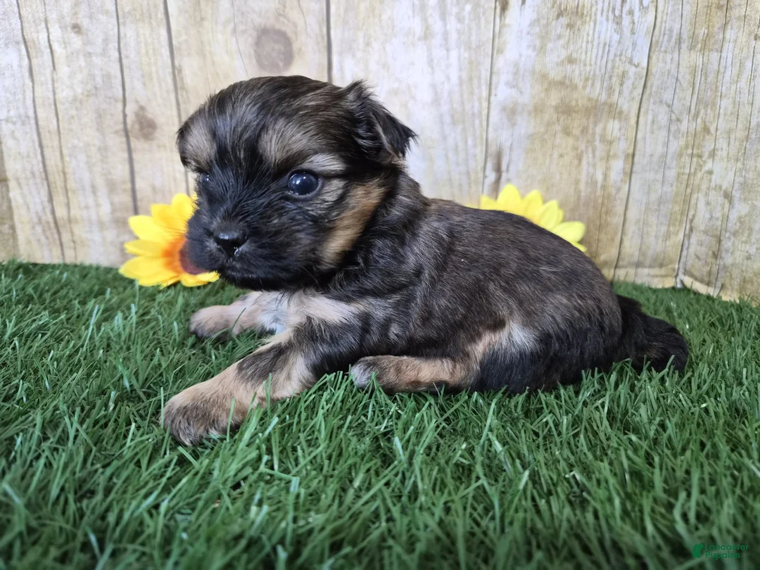 Shorkie dogs for sale: Whiskey - Ad 6