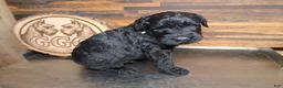 Giant Schnauzer dogs for sale: Shadow - Ad 3