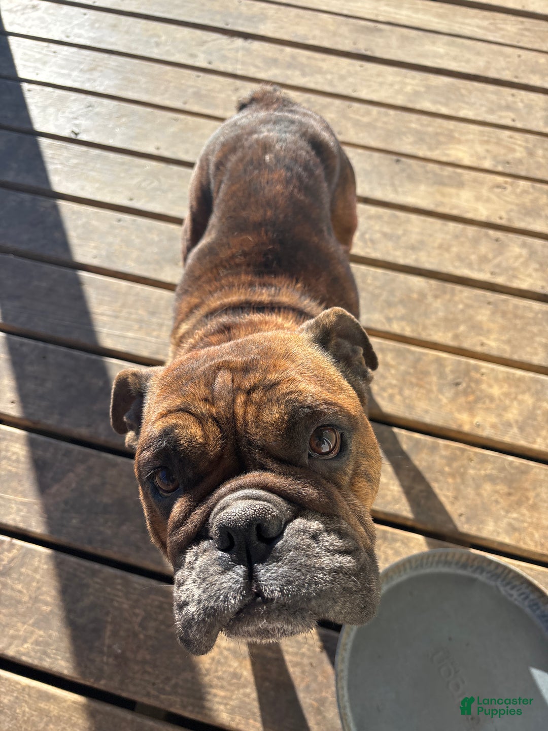 English Bulldog dogs for sale: Lucy - Ad 7