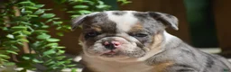 English Bulldog dogs for sale: Macey - Ad 3