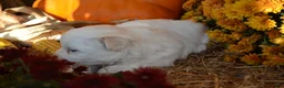 Malshi dogs for sale: Sawyer - Ad 4