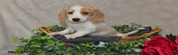 Dachshund dogs for sale: Ellie - Ad 4