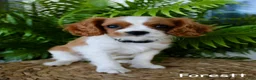 Cavalier King Charles Spaniel dogs for sale: Forestt - Ad 4